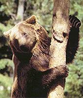 Orso nella Camosciara